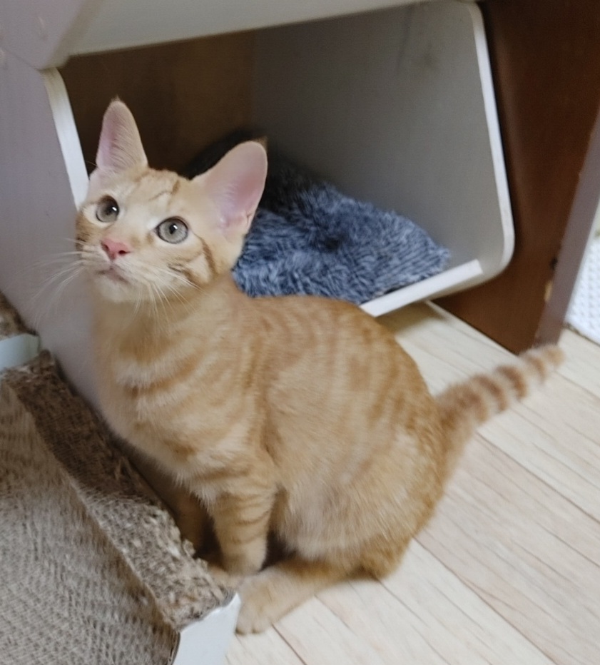 쉼터에서 가족을 기다리고 있는 귀염둥이 '삼복이'